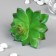 Artificial succulent for creating Florarium "Young Silver Song" 10.5x10x10 cm