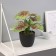Bonsai in the pot "Kaladium premium Extra" 21x10 cm, mix