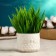 Filin pot of 6.5x6.5x5.5cm, mix