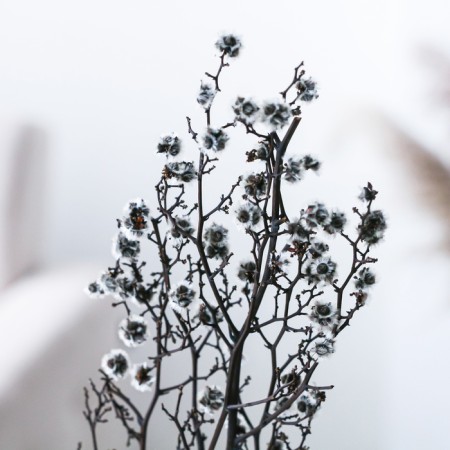 Dry flowers “Molchy Mile”, 25 g, length - 70 cm, white color-1