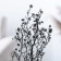 Dry flowers “Molchy Mile”, 25 g, length - 70 cm, white color