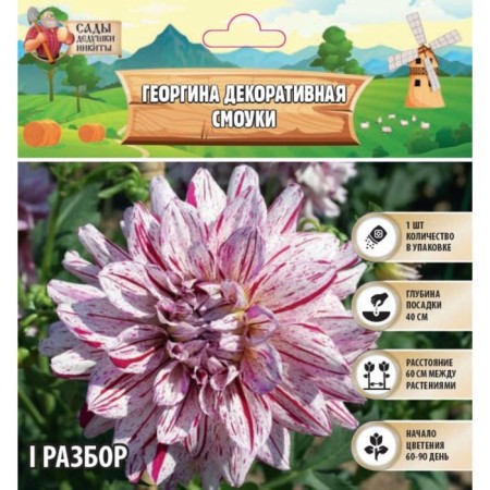 Georgina decorative "Smoke", rr I, 1 pc, spring 2024