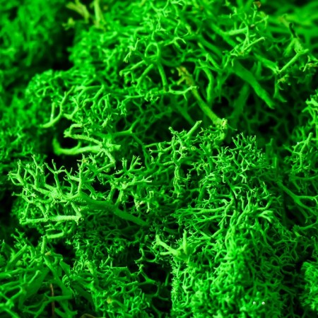 Kashpo concrete "Fantasy" Height 9 cm silver with moss (moss green stabilized)-2