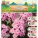 Flox "Herbstick" rr I, 2 pcs,