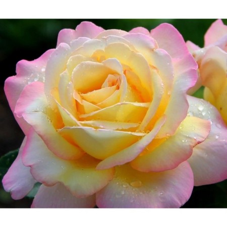 Gloria denser seedling, spring 2024, 1 pc.