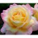Gloria denser seedling, spring 2024, 1 pc.