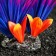 Artificial aquarium plant, 18 x 10 x 11.5 cm, red-violet