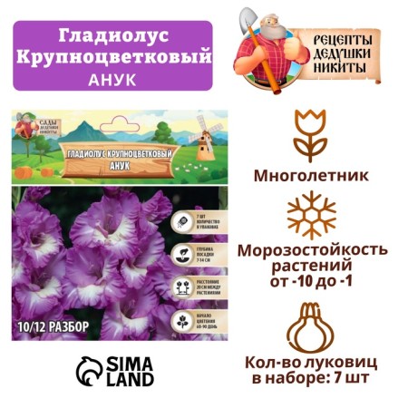 Gladiolus large-flowered "Anuk", rr 8/10, 7 pcs,