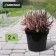 Pot for seedlings, 2 l, d = 17.5 cm, h = 13 cm, black, greengo