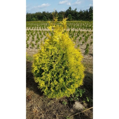 Thuja western "Salland", p9, 1 pc, spring 2024