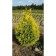 Thuja western "Salland", p9, 1 pc, spring 2024