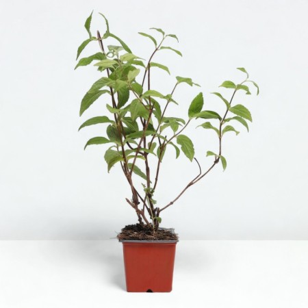 Sahenian Acts Hybrid "Mont Rose", P9 pot, summer 2024