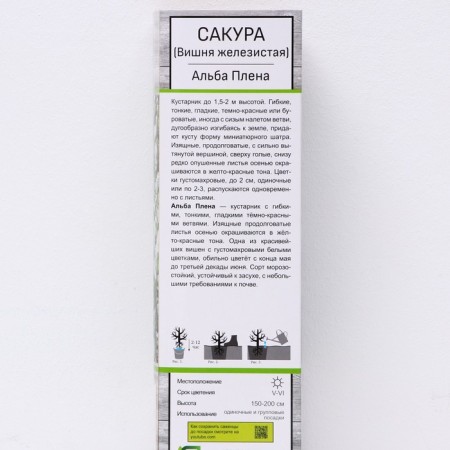 Sakura (decorative cherry) "Alba Plena", 1 pc, tube, spring 2024-1