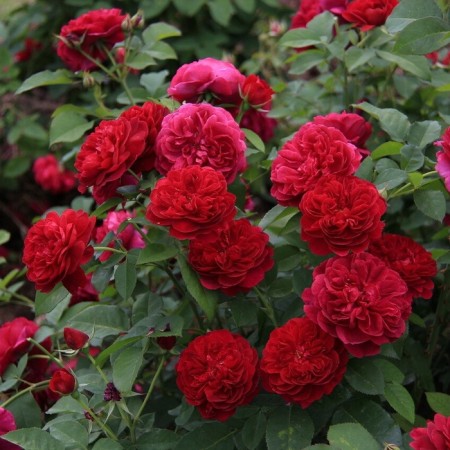 Seedling rose "Tess", tube, spring 2025