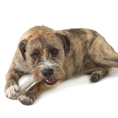 PETSTAGES Deerhorn toy for dogs, with deer horns average-2
