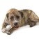 PETSTAGES Deerhorn toy for dogs, with deer horns average