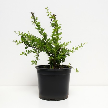 Barberry Tunberg Kelleris, C2 pot, H10-50 height, 1 pc, summer 2024-1