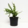 Barberry Tunberg Kelleris, C2 pot, H10-50 height, 1 pc, summer 2024