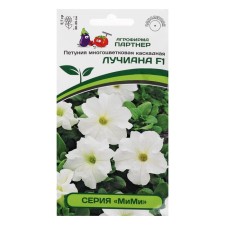 Petunia flowers 