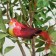 A bird for decoration and floristry, on a clothespin, mix, plastic, 1 pc., 8 x 8 cm