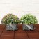 Bonsai "Delicate flowering in the basket" 9x13 cm, mix