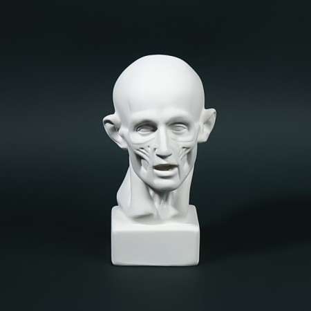 Гипсовая фигура Экорше Головы по Гудону малая 15,5*9*9,5 10-191-8