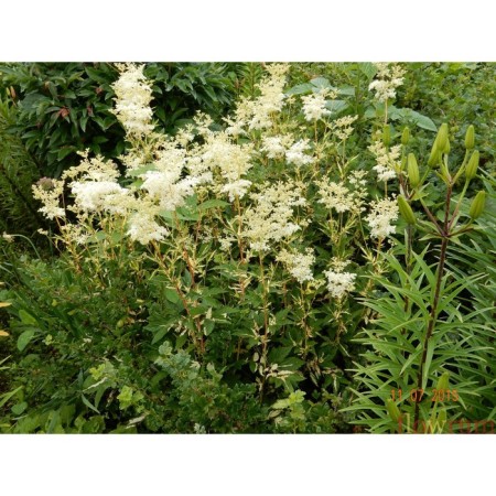 Labaznik Vyazolid Variegata, pot C2, 1 pc, summer 2024