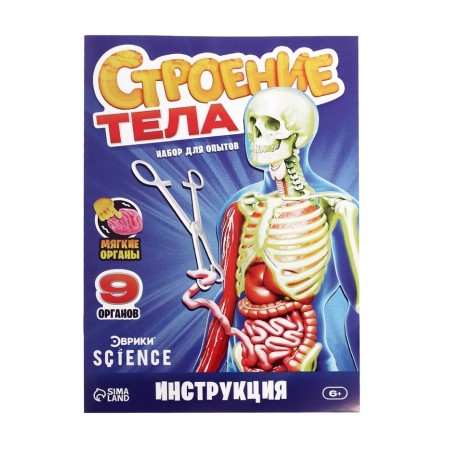A set for experiments on the anatomy "body structure", glows in the dark, with soft organs-6