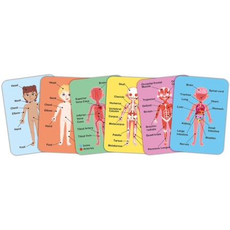 Puzzle for children Magnetic Hape "Building of the Human Body"-2