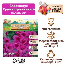 Гладиолус Крупноцветковый "Kazimir", р-р 8/10, 7 шт ,