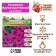Gladiolus large-flowered "Kazimir", rr 8/10, 7 pcs,