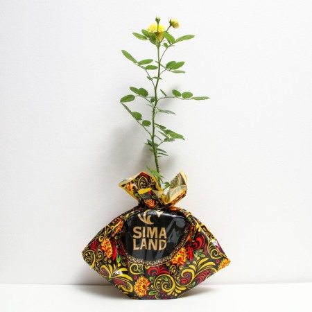 Seedling rose Annie Dyupre, Shrab-Rosa, pot 2 l., Summer 2024-1
