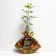 Seedling rose Annie Dyupre, Shrab-Rosa, pot 2 l., Summer 2024