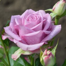 Seedling rose 