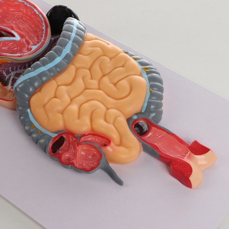 Model "The Digestive System of Human" 90*32cm-4