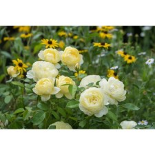 Seedling rose English park 