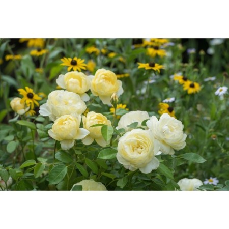 Seedling rose English park "Vanessa Bell", tube, 1 pc, spring 2025