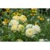 Seedling rose English park "Vanessa Bell", tube, 1 pc, spring 2025