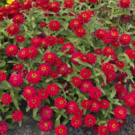 Cinnia seeds "Cleopatra", F1, cherry
