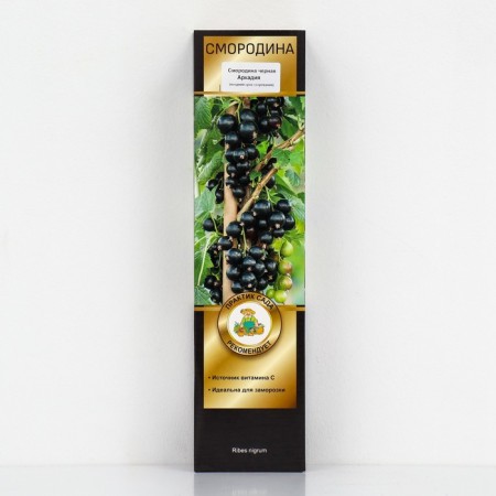 Currant Black Prospective varieties "Arkady", 1 pc, tube, spring 2025