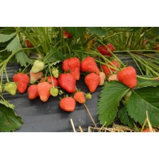 Strawberry garden aprika, p9 pot, 1 pc, summer 2024