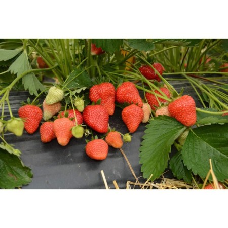 Strawberry garden aprika, p9 pot, 1 pc, summer 2024