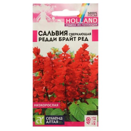 Salvia flowers "Reddi Bright", ed, sparkling, sed. Alt, c/n, 5 pcs