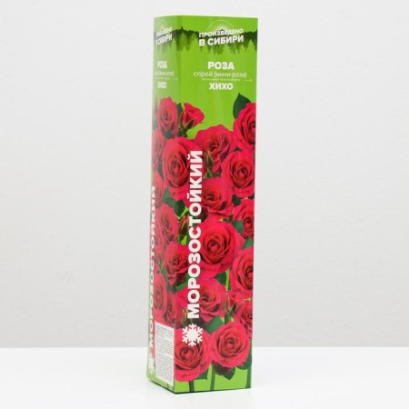 Gikho seedlings, spring 2024, 1 pc.