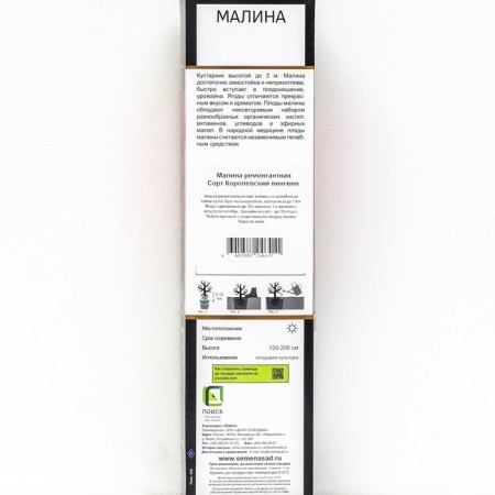 Raspberry raspberries "Royal Penguin", 1 pc, tube, spring 2025-1