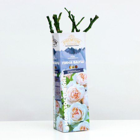 Seedling rose Shrab (bush) Pina Bausch, 1 pc, spring 2024-1
