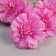 Artificial flowers "Clove Caspar Galant" 58x7 cm, lilac