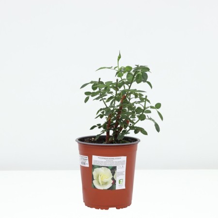 Rose Canadian Parksky railway, C3.5 pot, H25-45 height, 1 pc, summer 2024-2