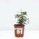 Rose Canadian Parksky railway, C3.5 pot, H25-45 height, 1 pc, summer 2024
