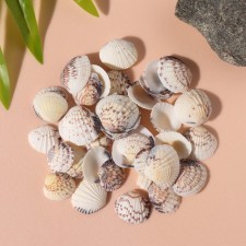 Natural decorative shells 